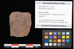 Foto (Objekt + Etikett) von Widdringtonia ungeri Endl. (NHMW-GEO-2024-0188-0122)